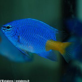 Chrysiptera_parasema - poisson d'eau de mer - Neptunea SA