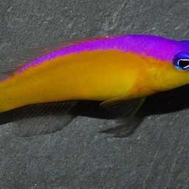 Pictichromis_diadema - poisson d'eau de mer - Neptunea SA