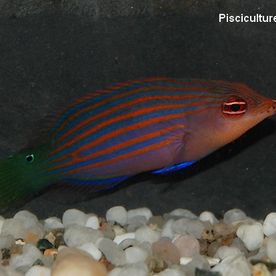 Pseudocheilinus_hexataenia - poisson d'eau de mer - Neptunea SA
