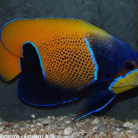 Pomacanthus_navarchus - poisson d'eau de mer - Neptunea SA