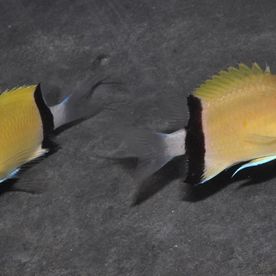 Chromis_retrofasciata - poisson d'eau de mer - Neptunea SA