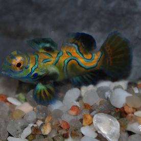 Synchiropus_splendidus_el - poisson d'eau de mer - Neptunea SA