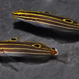 Amblygobius_hectori - poisson d'eau de mer - Neptunea SA
