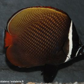 Chaetodon_collare - poisson d'eau de mer - Neptunea SA
