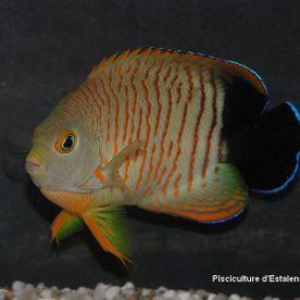 Centropyge_eibli - poisson d'eau de mer - Neptunea SA