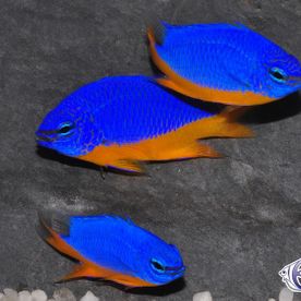 Chrysiptera_hemicyanea - poisson d'eau de mer - Neptunea SA