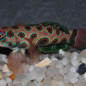 Synchiropus_picturatus - poisson d'eau de mer - Neptunea SA