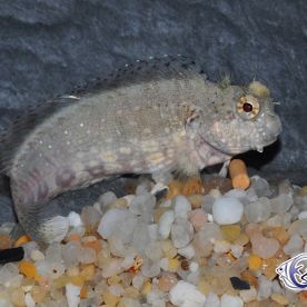 Salarias_fasciatus - poisson d'eau de mer - Neptunea SA