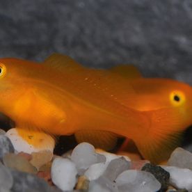 Gobiodon_okinawae - poisson d'eau de mer - Neptunea SA