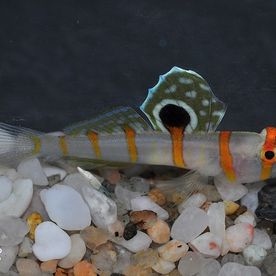 Amblyeleotris_randalli - poisson d'eau de mer - Neptunea SA