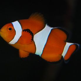 Amphiprion - poisson d'eau de mer - Neptunea SA