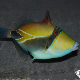 Rhinecanthus_rectangulus - poisson d'eau de mer - Neptunea SA