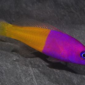 Pictichromis_paccagnellae - poisson d'eau de mer - Neptunea SA