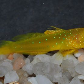 Cryptocentrus_cinctus - poisson d'eau de mer - Neptunea SA