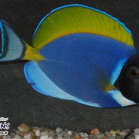 Acanthurus_leucosternon - poisson d'eau de mer - Neptunea SA