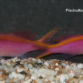 Pseudanthias_tuka - poisson d'eau de mer - Neptunea SA