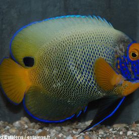 Pomacanthus_xanthometopon - poisson d'eau de mer - Neptunea SA