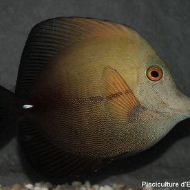 Zebrasoma_scopas - poisson d'eau de mer - Neptunea SA