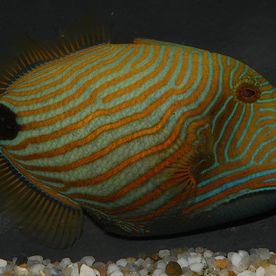 Balistapus_undulatus - poisson d'eau de mer - Neptunea SA