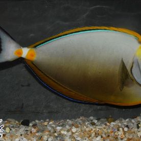 Naso_elegans - poisson d'eau de mer - Neptunea SA