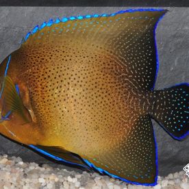 Pomacanthus_semicirculatus - poisson d'eau de mer - Neptunea SA
