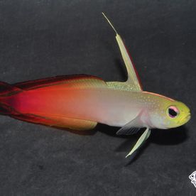 Nemateleotris_magnifica - poisson d'eau de mer - Neptunea SA