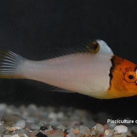 Cetoscarus_bicolor - poisson d'eau de mer - Neptunea SA