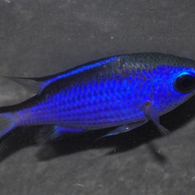 Chromis_cyaneus - poisson d'eau de mer - Neptunea SA