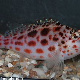 Cirrhitichthys_oxycephalus - poisson d'eau de mer - Neptunea SA
