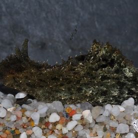 Dolabella_auricularia - poisson d'eau de mer - Neptunea SA