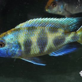 Nimbochromis_venustus - Poissons d'eau douce - Neptunea SA
