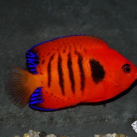 Centropyge_loricula - poisson d'eau de mer - Neptunea SA