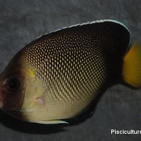 Apolemichthys_xanthurus - poisson d'eau de mer - Neptunea SA