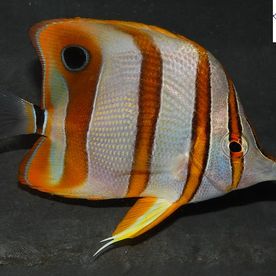 Chelmon_rostratus - poisson d'eau de mer - Neptunea SA