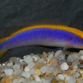 Pseudochromis_flavivertex - poisson d'eau de mer - Neptunea SA